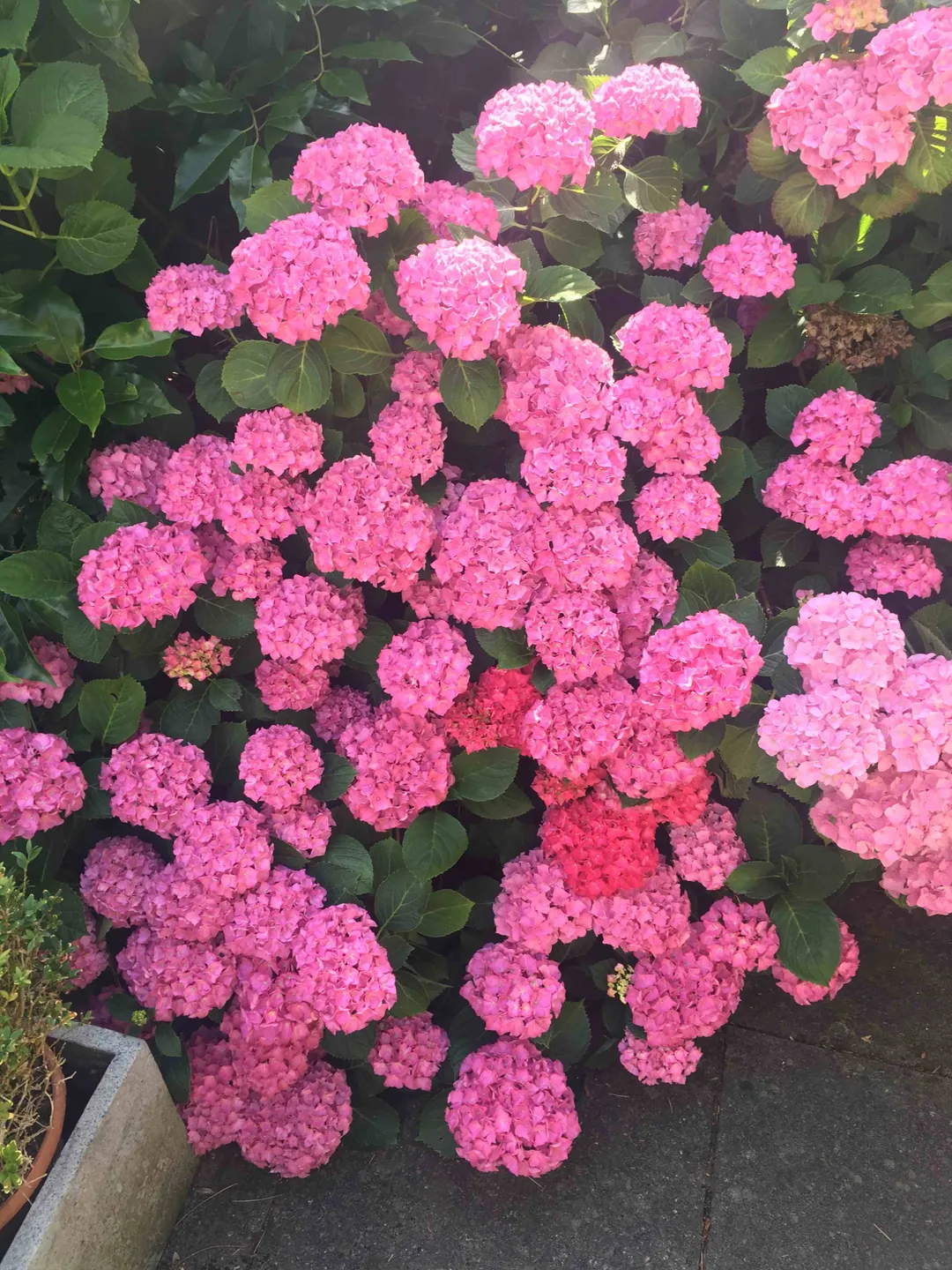 Roze hortensia in bloei