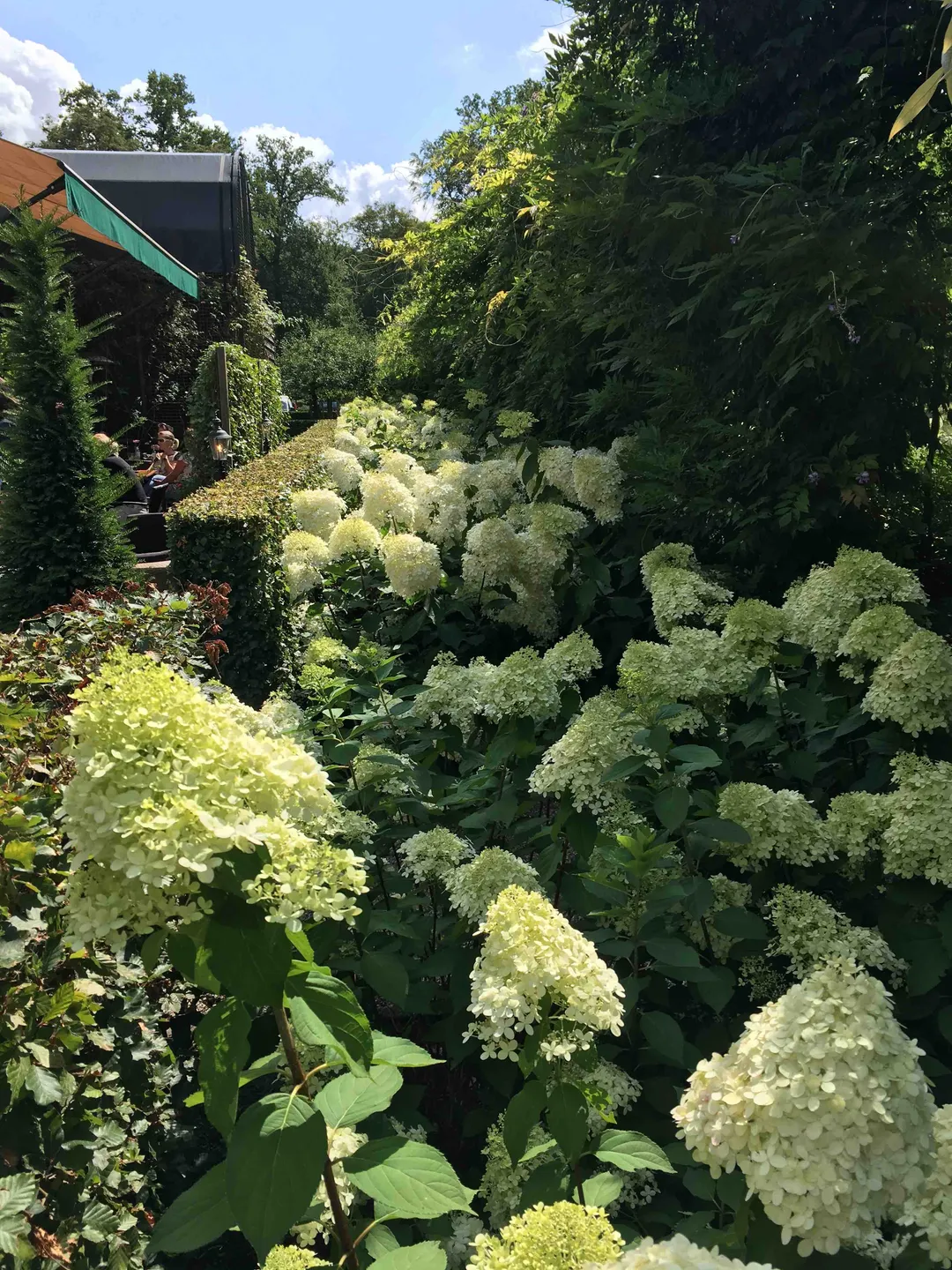 Witte hortensia in bloei